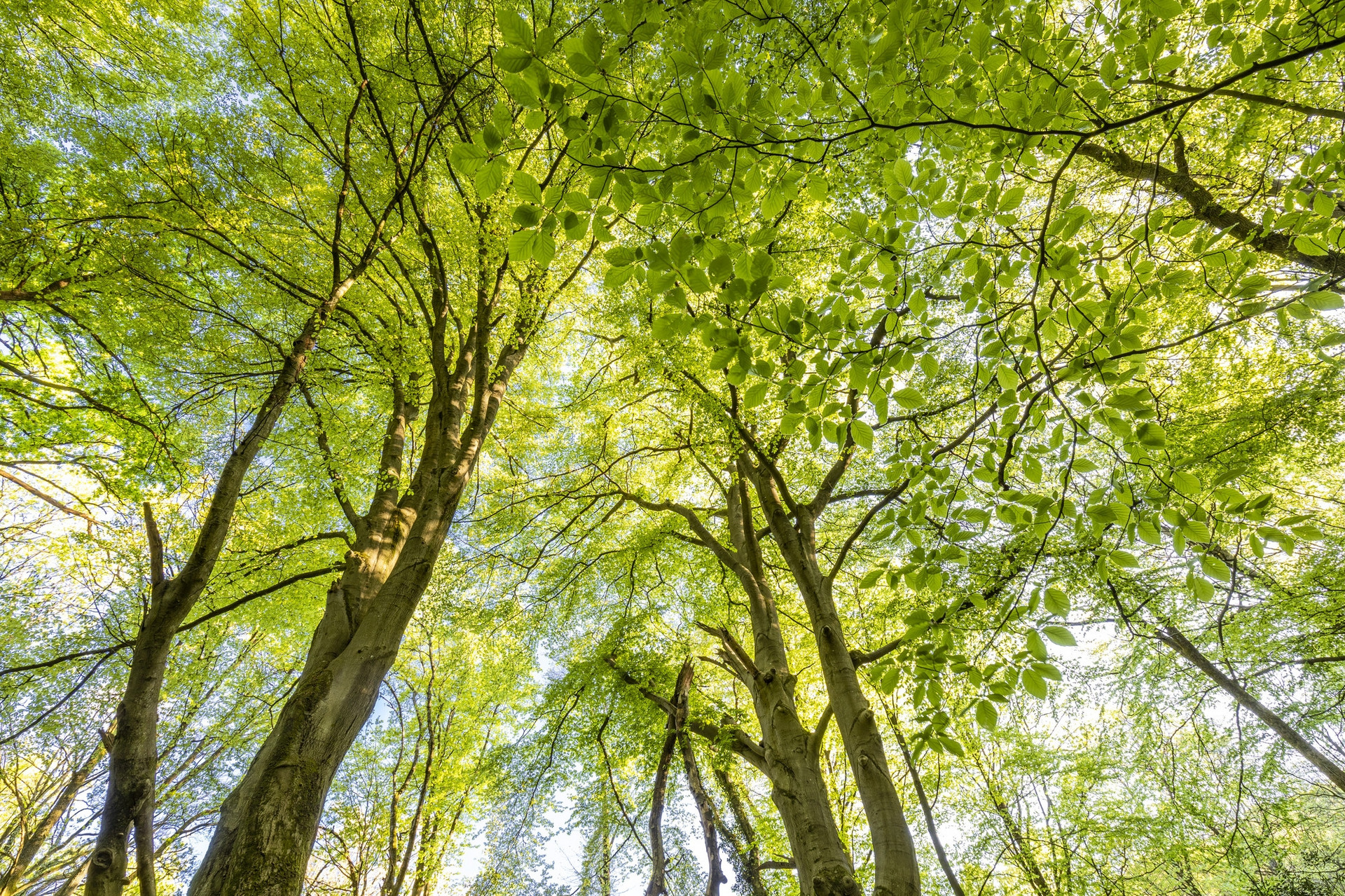 Es ist ein Buchenwald im Frühling zu sehen, viel grün und Sonnenlicht