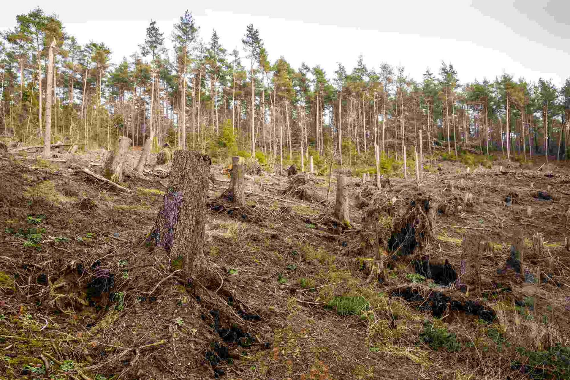 Wald im Klimastress